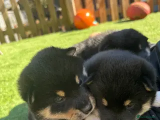 Japanese Shiba Inu dogs KC registered champion line Shiba Inu puppies - Advert 2