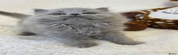 British Longhair cats for sale: Champ parents. British longhair m lilac. GCCF reg - Advert 10