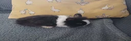 Mini Lion Lop rabbits for sale: Lion Lop Litter of Bunnies - Advert 6