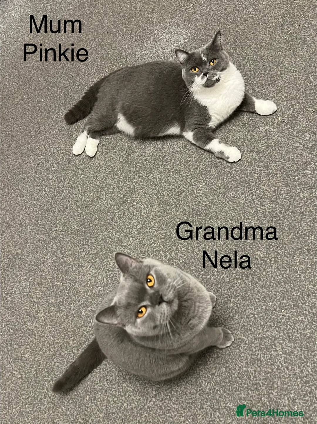 British Shorthair cats for sale: Registered British Shorthair kittens  - Advert 2