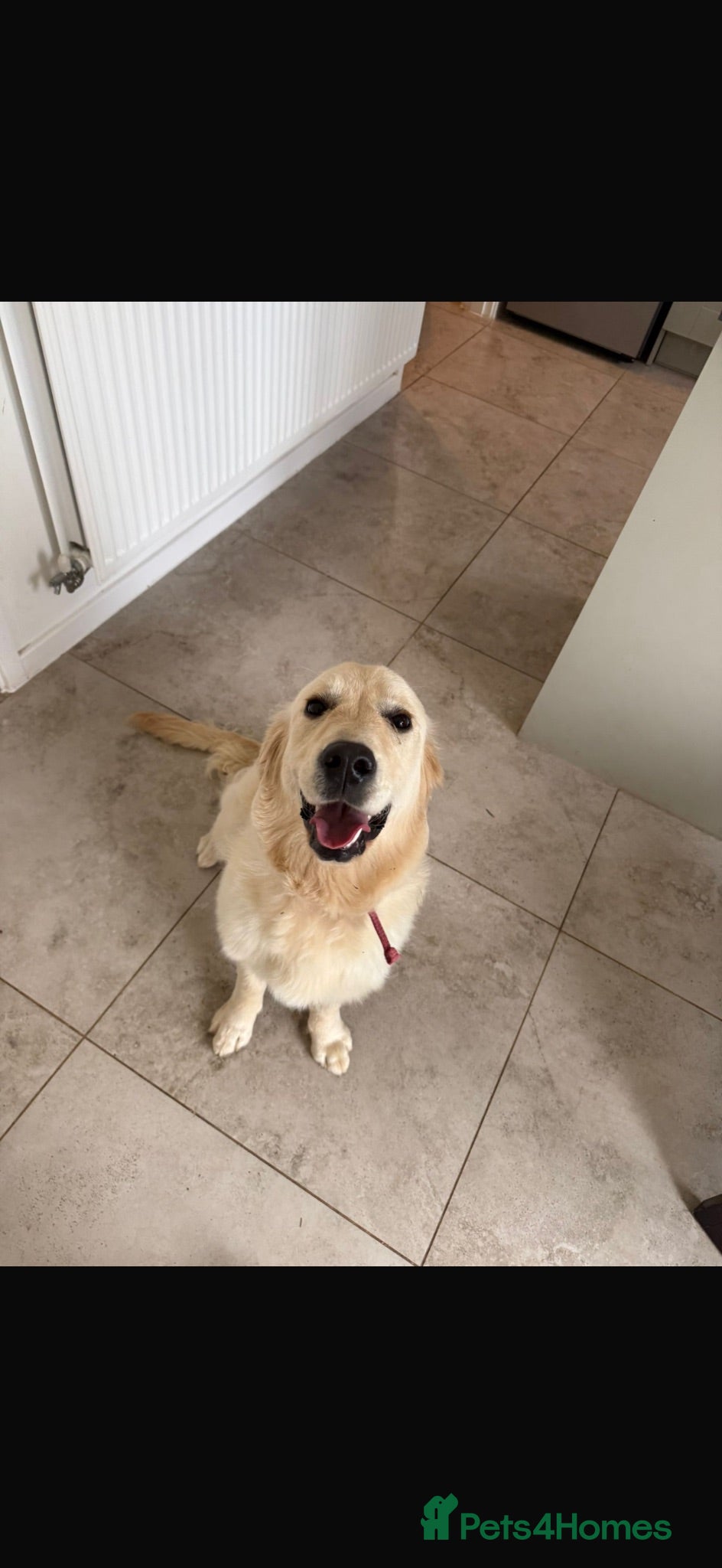 Golden Retriever dogs 8 month old golden retriever female - Advert 6