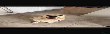 Golden Retriever 1