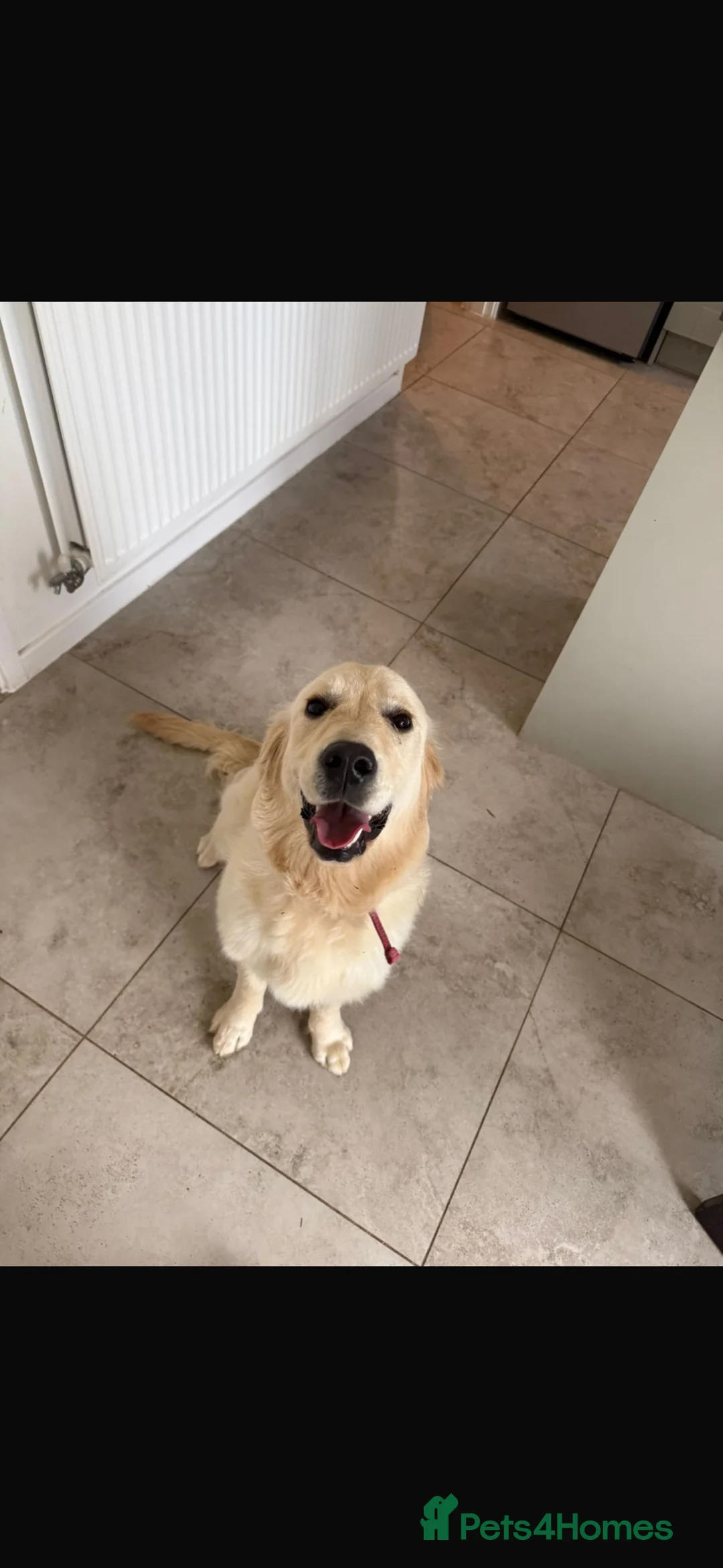 Golden Retriever dogs for sale: 8 month old golden retriever female in Oxford - Advert 1