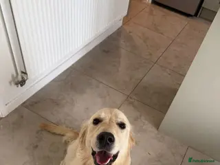 Golden Retriever dogs 8 month old golden retriever female - Advert 6