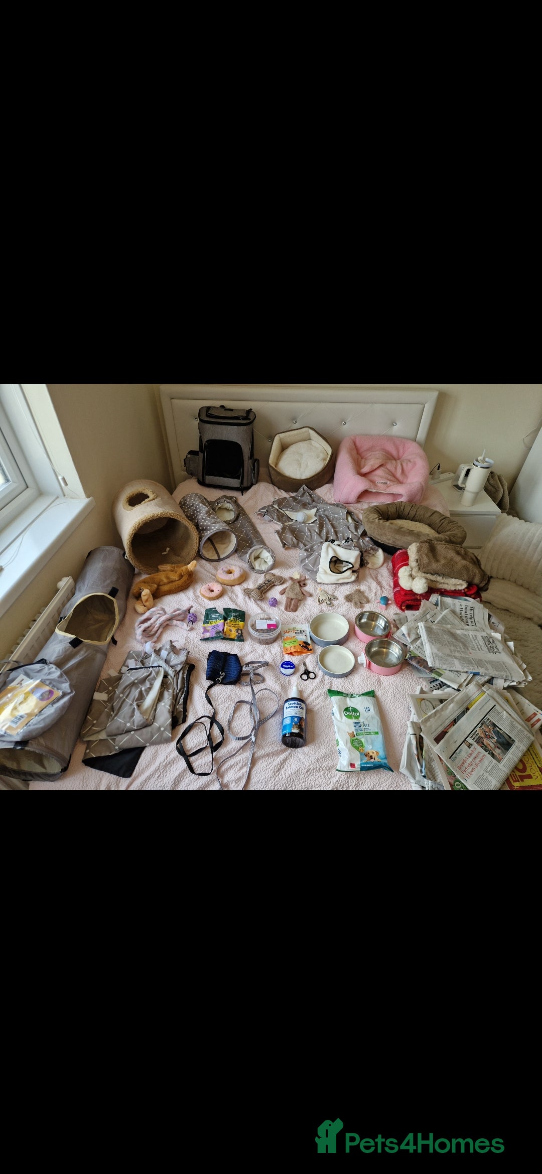 Ferret rodents for sale: 2 Male Albino Ferrets With Everything  - Image 2