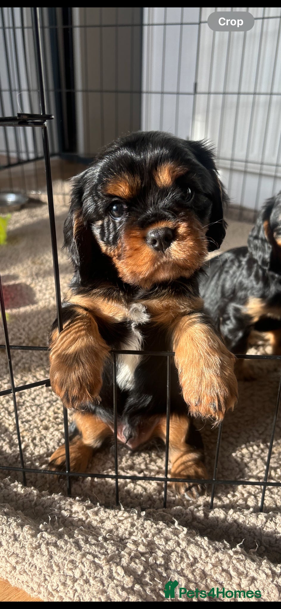 Cavalier King Charles Spaniel dogs *REDUCED* male Cavalier King Charles Spaniel - Advert 1