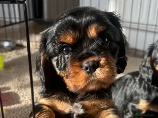Cavalier King Charles Spaniel dogs *REDUCED* male Cavalier King Charles Spaniel - Advert 1
