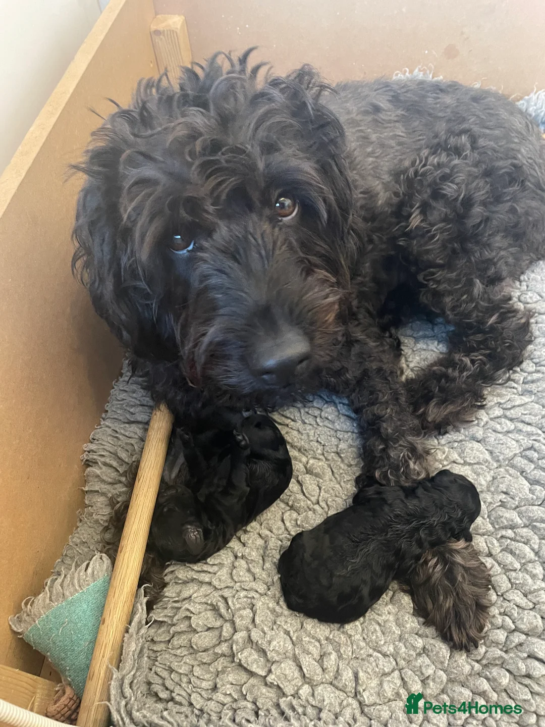 Labradoodle dogs for sale: F2B Miniture Labradoodle  in Saffron Walden - Advert 10