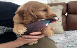 Cocker Spaniel dogs for sale:  Cocker spaniel puppies  - Advert 13