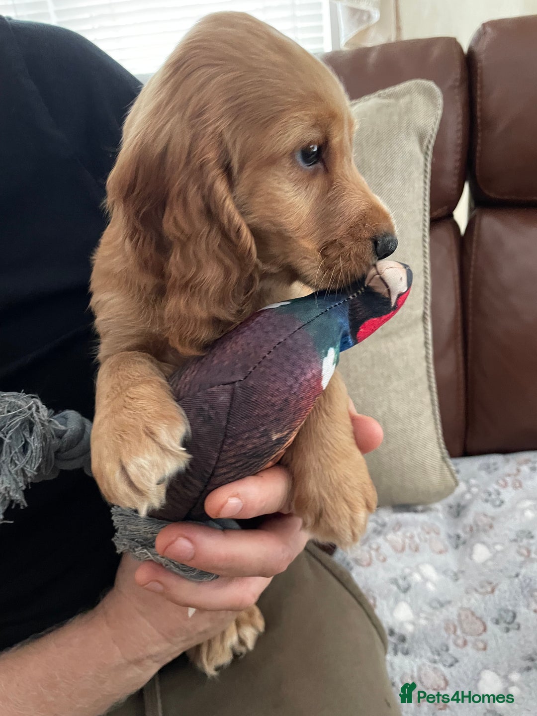 Cocker Spaniel dogs for sale:  Cocker spaniel puppies  - Advert 13