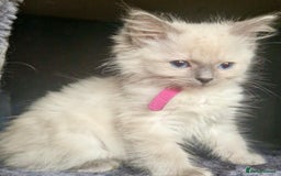 Ragdoll cats for sale:  FIFe Registered Ragdoll Kittens Champion Line - Image 22