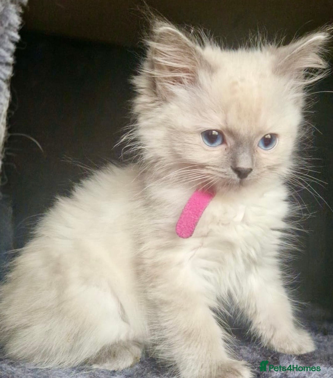 Ragdoll cats for sale:  FIFe Registered Ragdoll Kittens Champion Line - Image 22