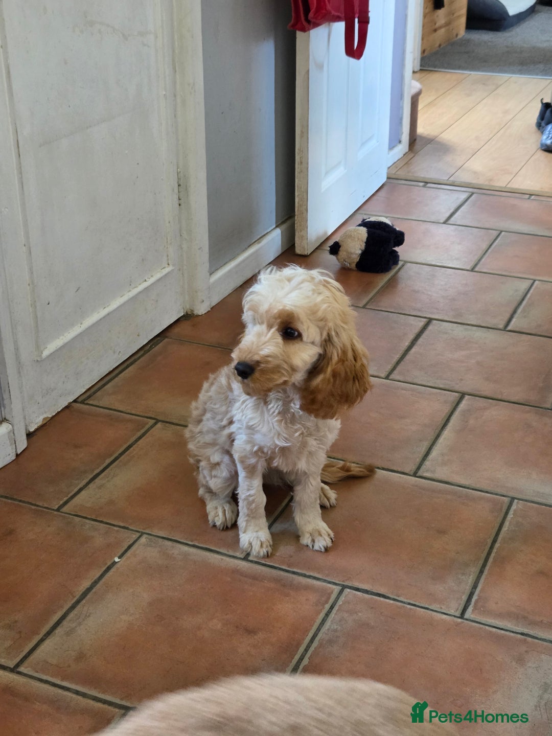 Cockapoo dogs for sale: FULLY VACCINATED cockapoo girl  - Image 2