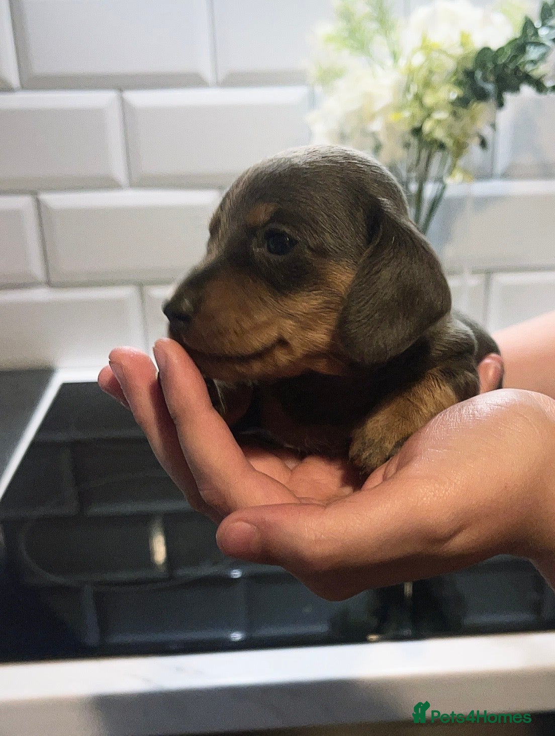 Dachshund dogs Dachshund puppies  - Advert 4