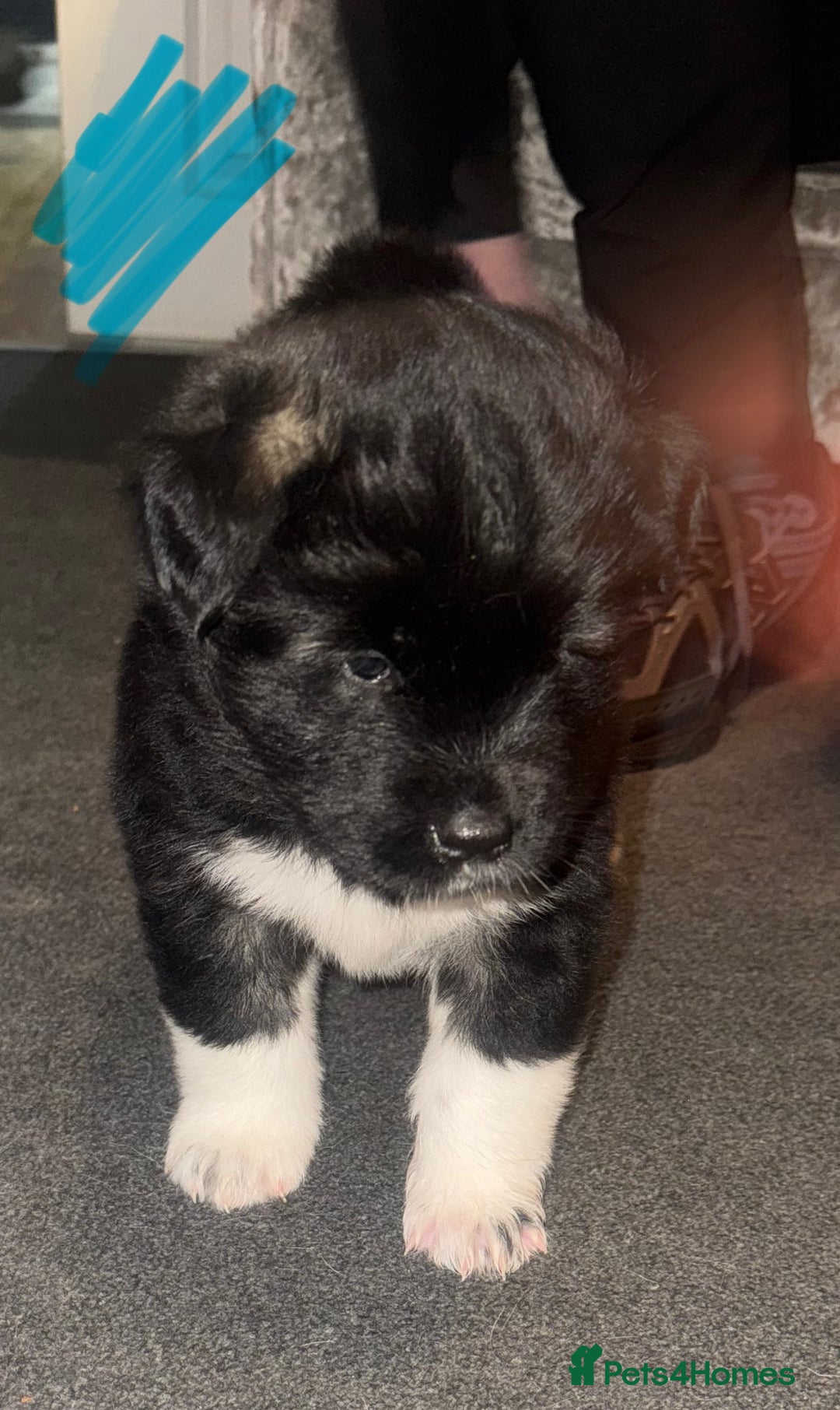 Akita dogs for sale: Akita puppies for sale  - Advert 22