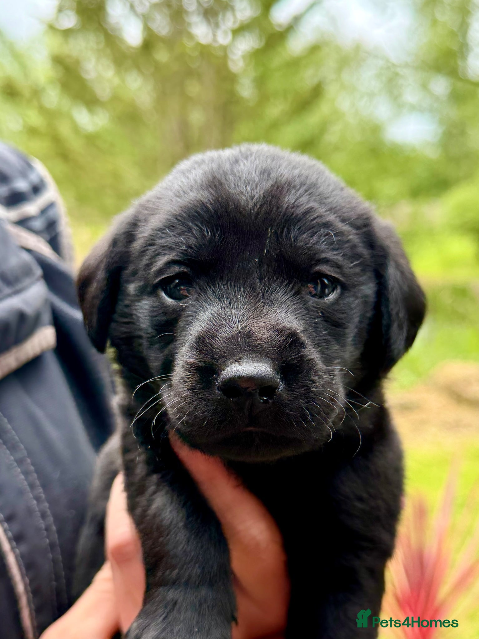 Labrador Retriever dogs for sale: Well-bred, health-tested Labrador Retriever - Advert 6