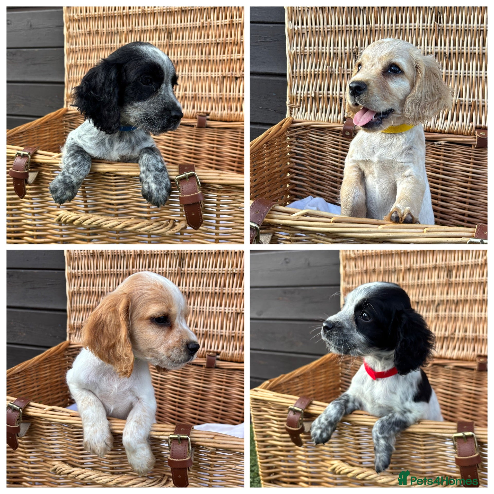 Cocker Spaniel dogs Pure Breed Cocker Spaniel Puppies For Sale - Advert 1