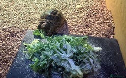 Tortoise reptiles for sale: Male spur thighed tortoise - Advert 6