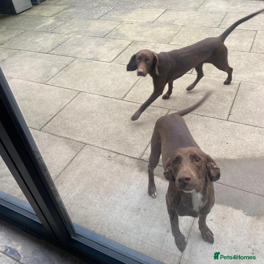Mixed Breed dogs for sale: Weimaraner cross Spaniel - £500 for both - Advert 3