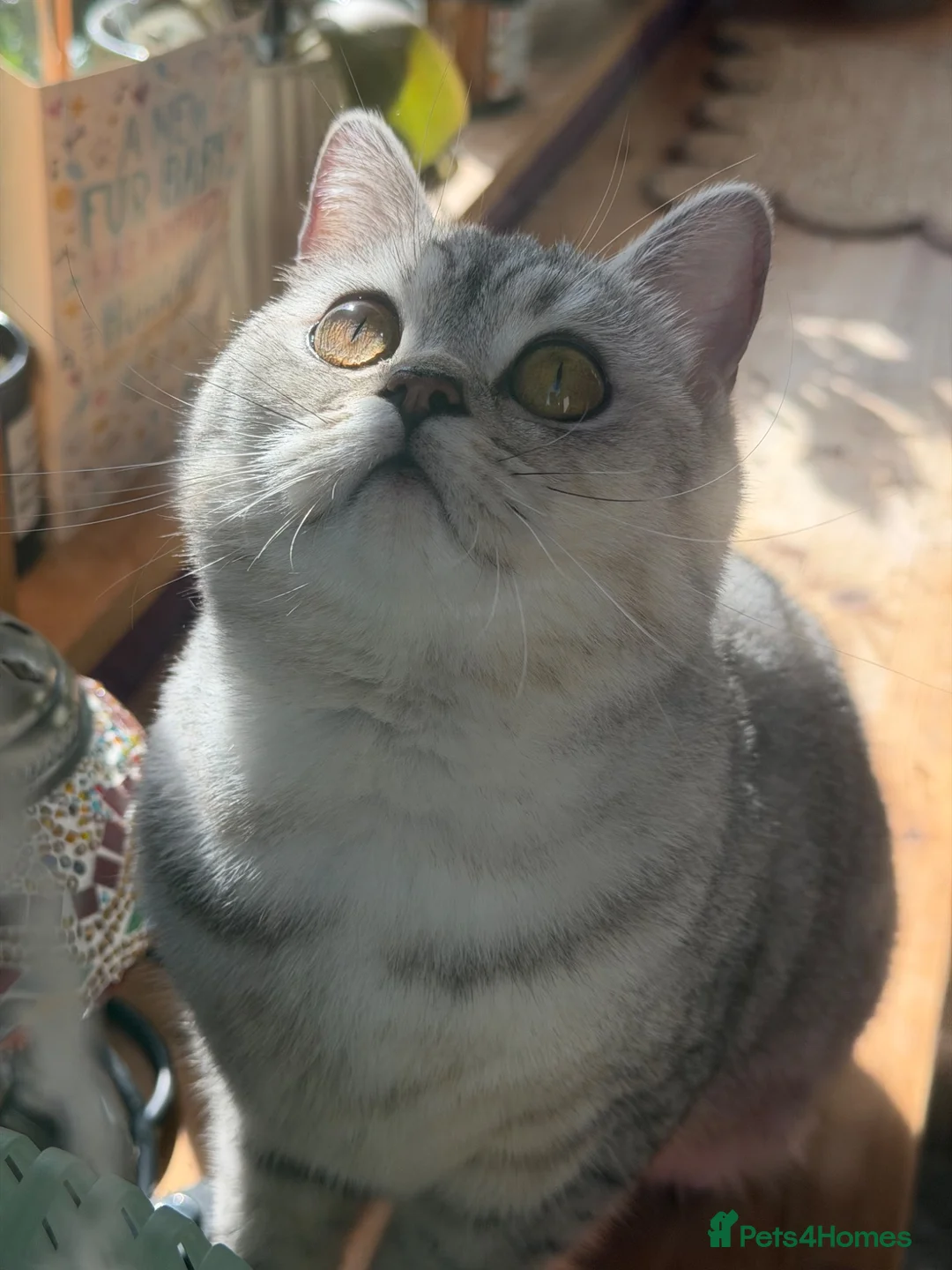 British Shorthair cats for sale: British shorthair female  - Advert 2