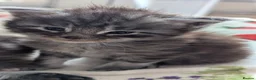 Maine Coon cats for sale: 3 maine coon kittens  - Advert 3