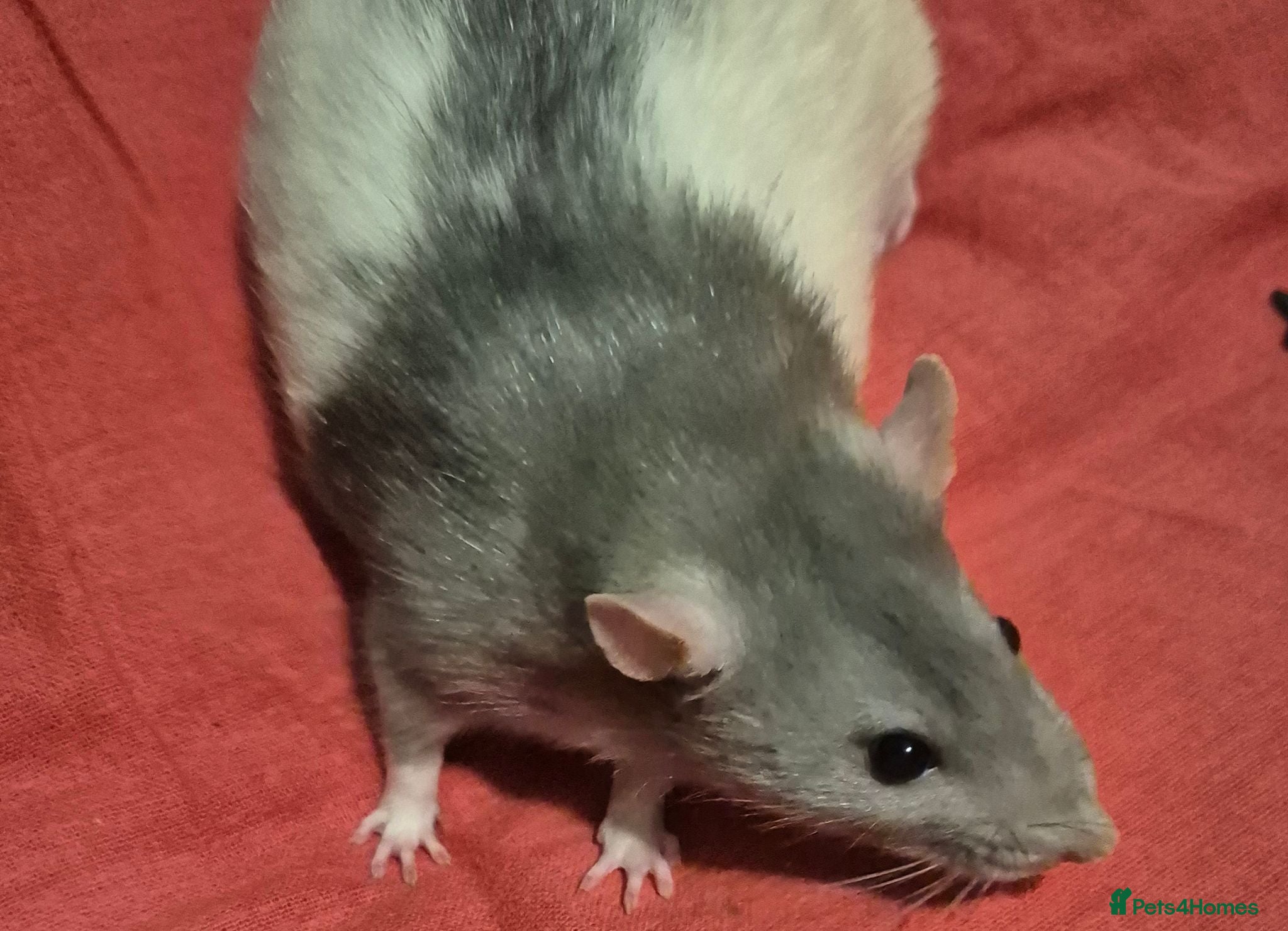 Rat rodents Male and Female Adult Rats - Advert 9