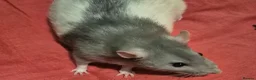 Rat rodents for sale: Male and Female Adult Rats in South Brent - Advert 1