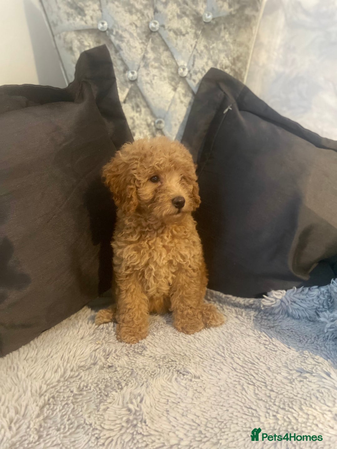 Cockapoo dogs for sale: Cockapoo  - Image 4