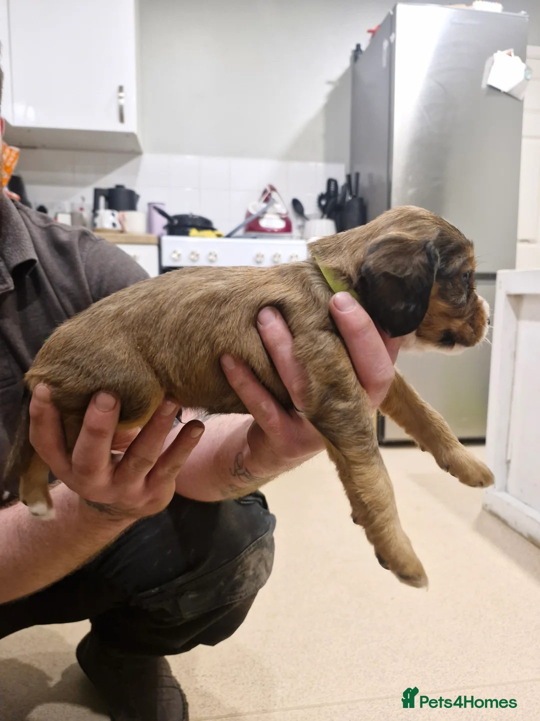 Sprocker dogs for sale: One last beautiful sprocker available  - Advert 7