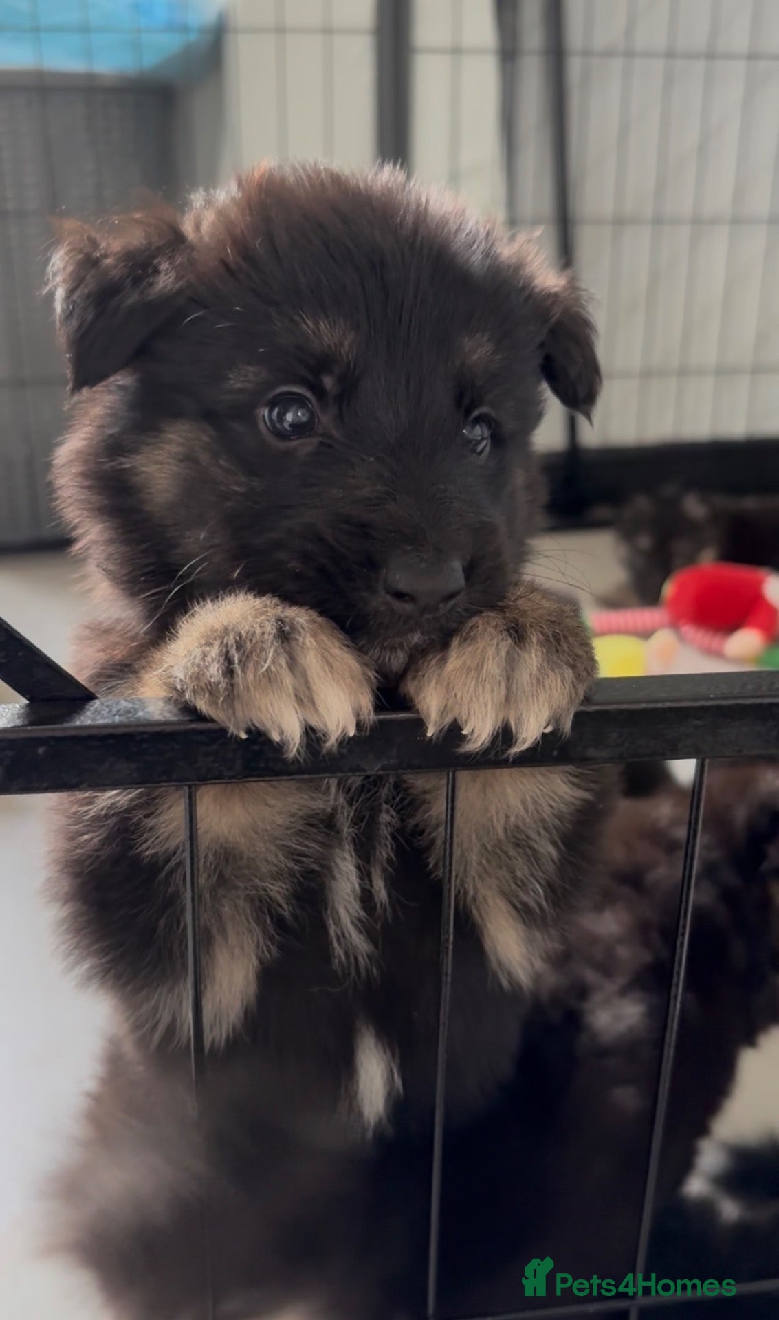 German Shepherd dogs German Shepard pups for sale - 2 boys 5 girls - Advert 1