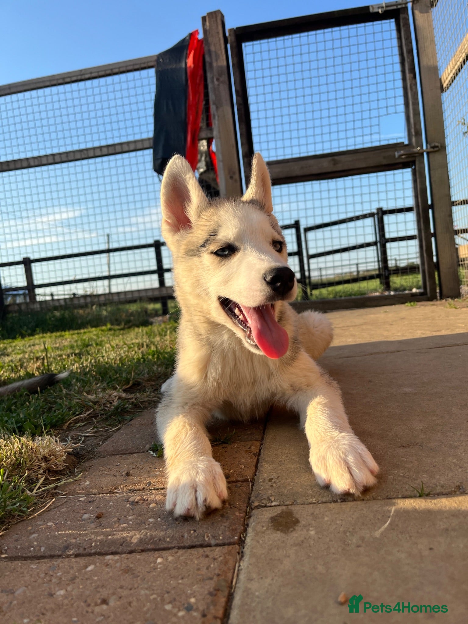 Siberian Husky dogs Stunning husky puppies  - Advert 1