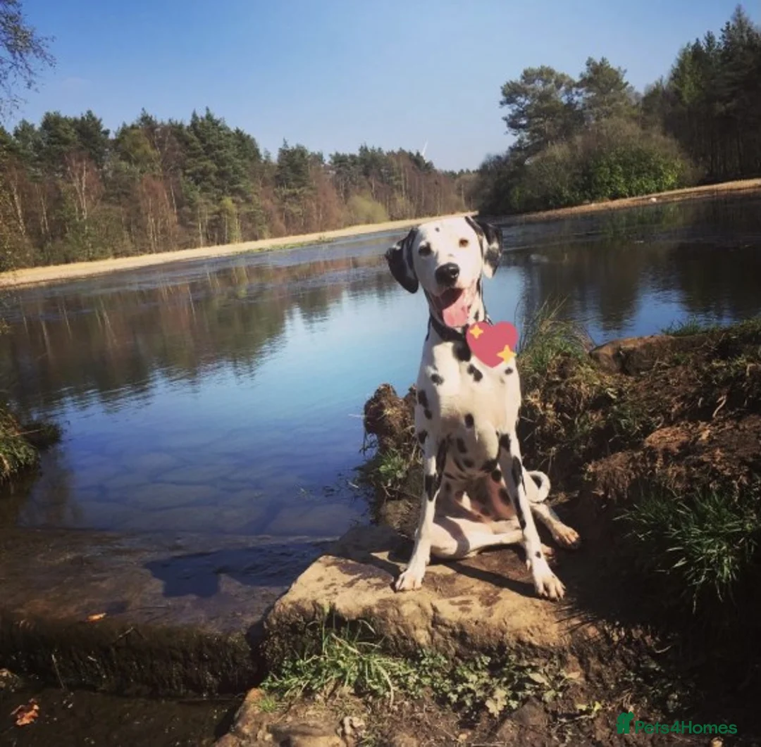 Dalmatian dogs for stud: Handsome Pongo in Denny - Advert 2