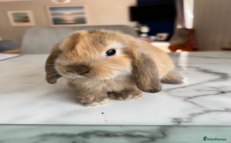 Mini Lop rabbits - Advert 1