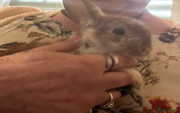 Netherland Dwarf rabbits for sale: Netherland Dwarf / Minilop  - Image 2