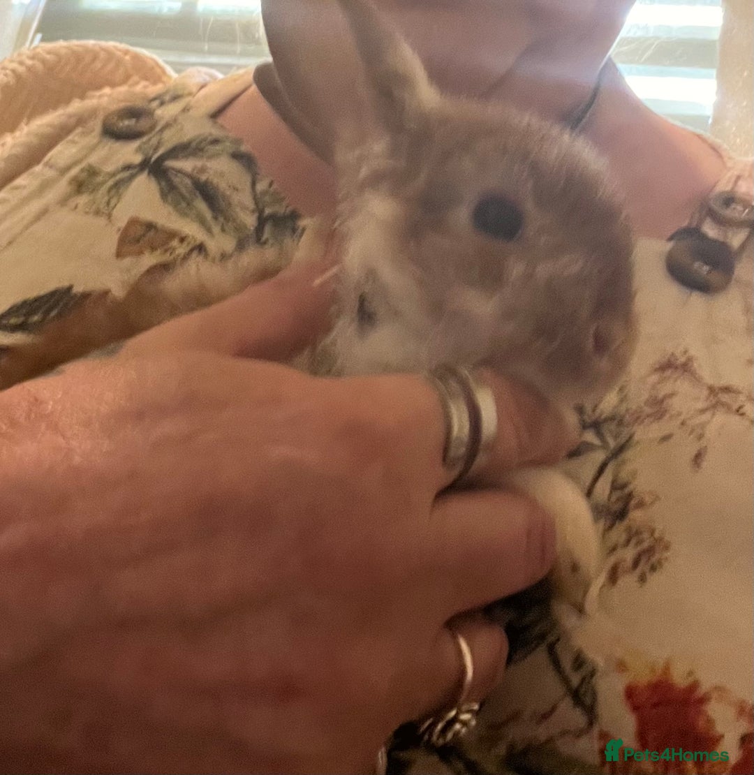 Netherland Dwarf rabbits for sale: Netherland Dwarf / Minilop  - Image 2
