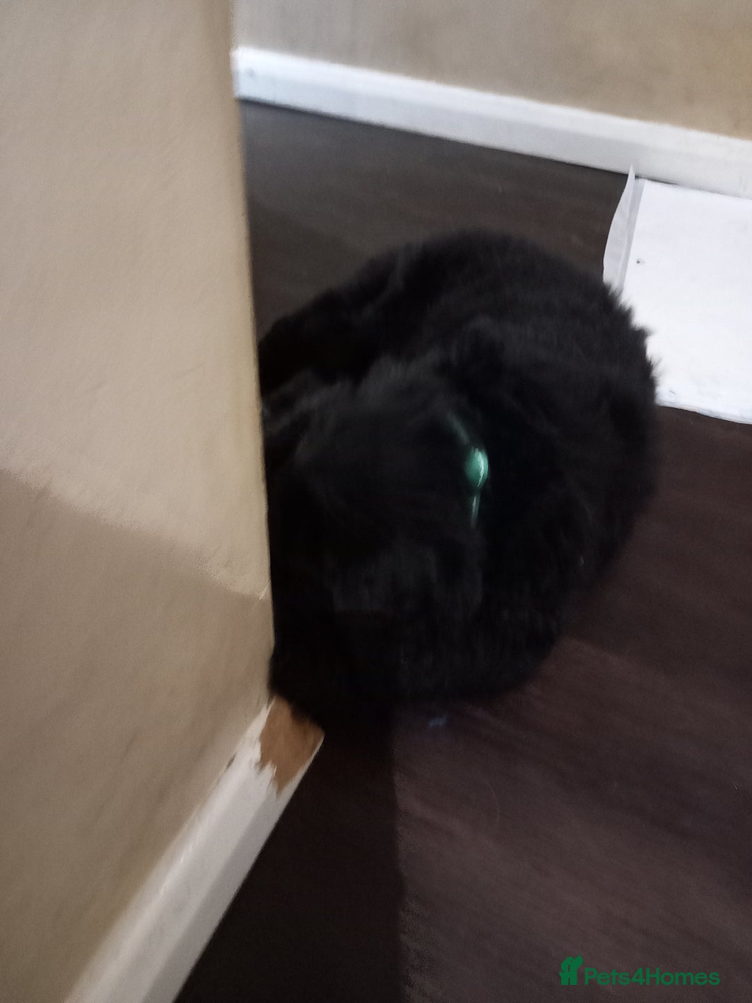 Mixed Breed dogs for sale: Golden Mountain Dog Pups - Advert 14