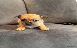 Mixed Breed dogs for sale: 5 x French Pomerdogs - Image 19