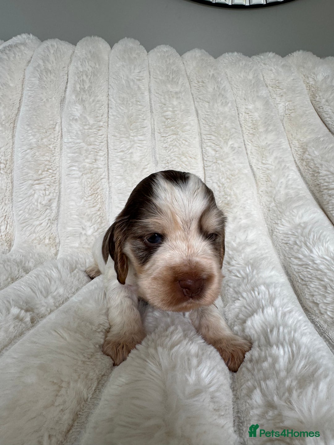 Cocker Spaniel dogs for sale: Quality Show Type Cocker Spaniel Puppies - Image 6