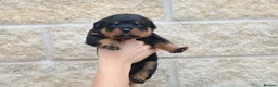 Rottweiler dogs for sale: Rottweiler Puppies  - Advert 6