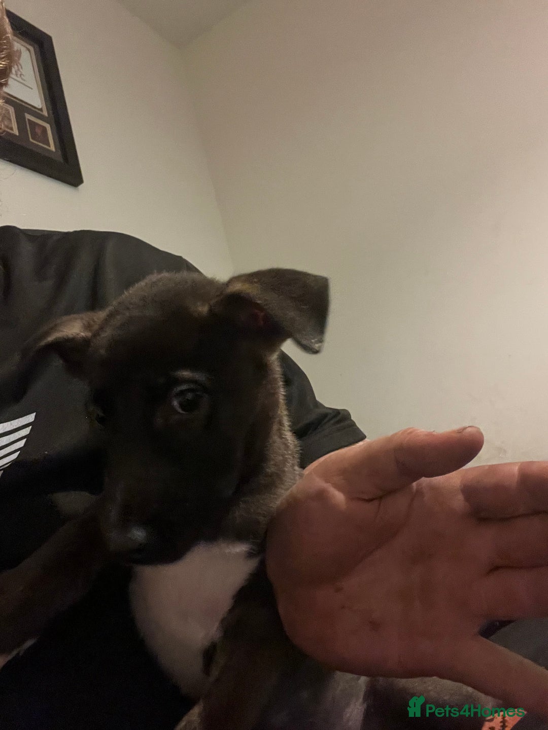 Mixed Breed dogs for sale: Akita x lurcher  - Advert 8