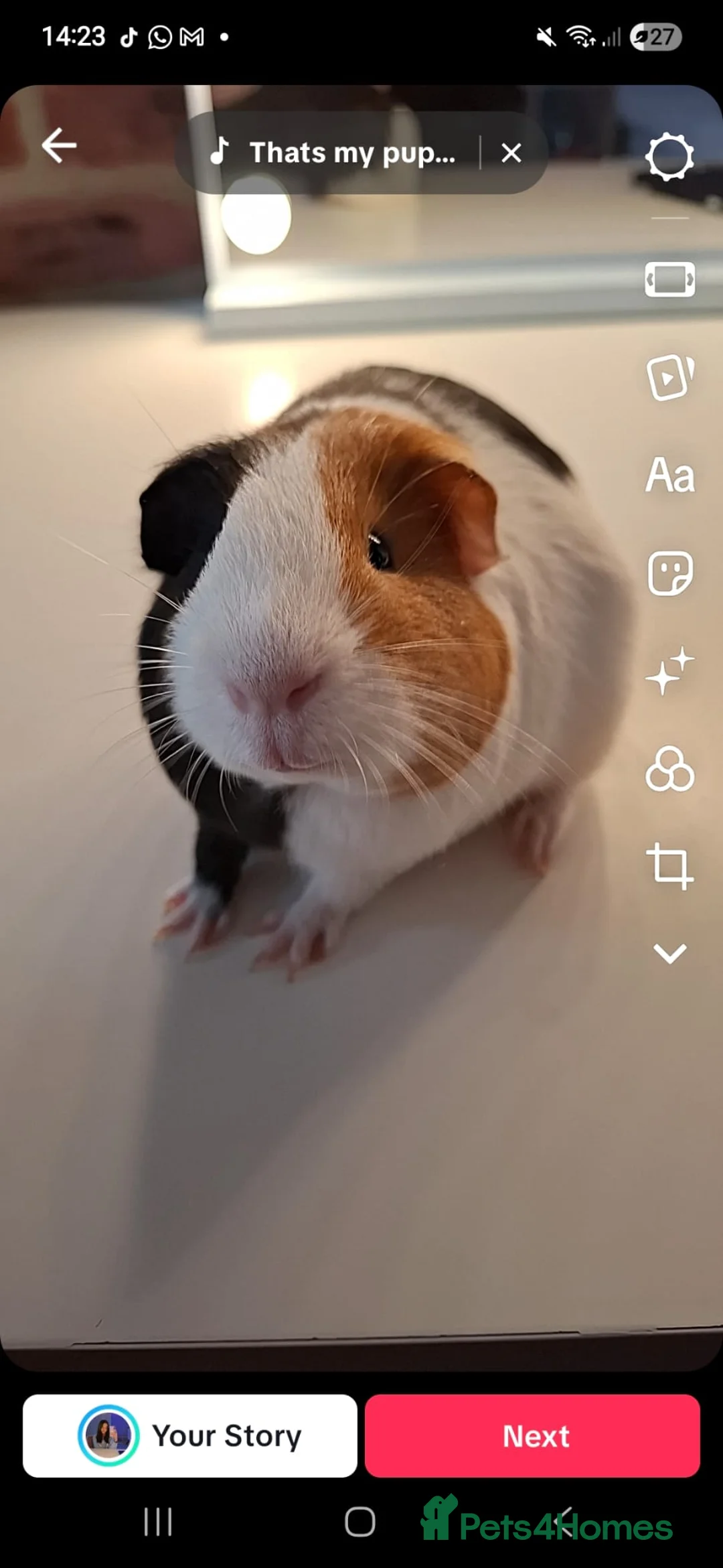 Guinea Pig rodents for sale: 2 male guinea pigs - 1 year old - Advert 1