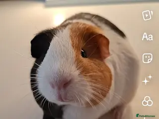 Guinea Pig rodents 2 male guinea pigs - 1 year old - Advert 2