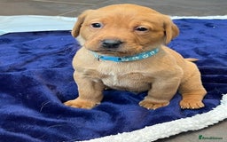 Labrador Retriever dogs for sale: Kennel Club Fox Red Labrador Puppies Health Tested - Advert 26