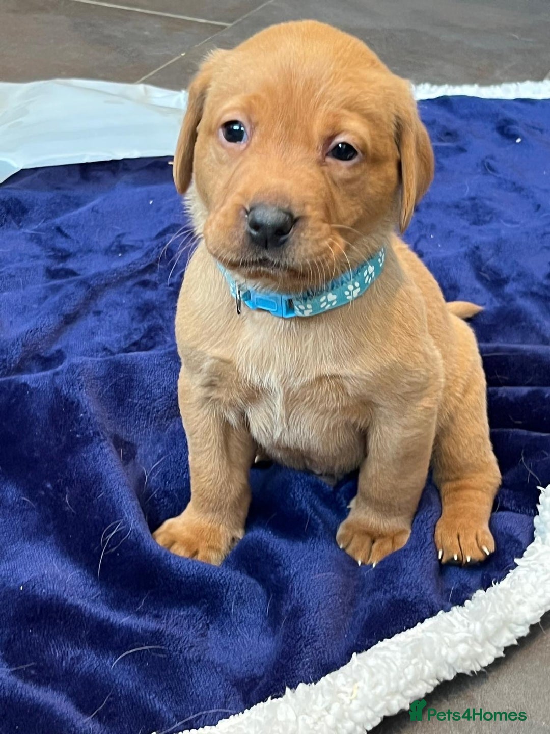 Labrador Retriever dogs for sale: Kennel Club Fox Red Labrador Puppies Health Tested - Advert 26