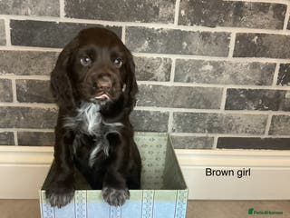 Cocker Spaniel dogs Hereditary clear working cocker spaniel - Advert 1