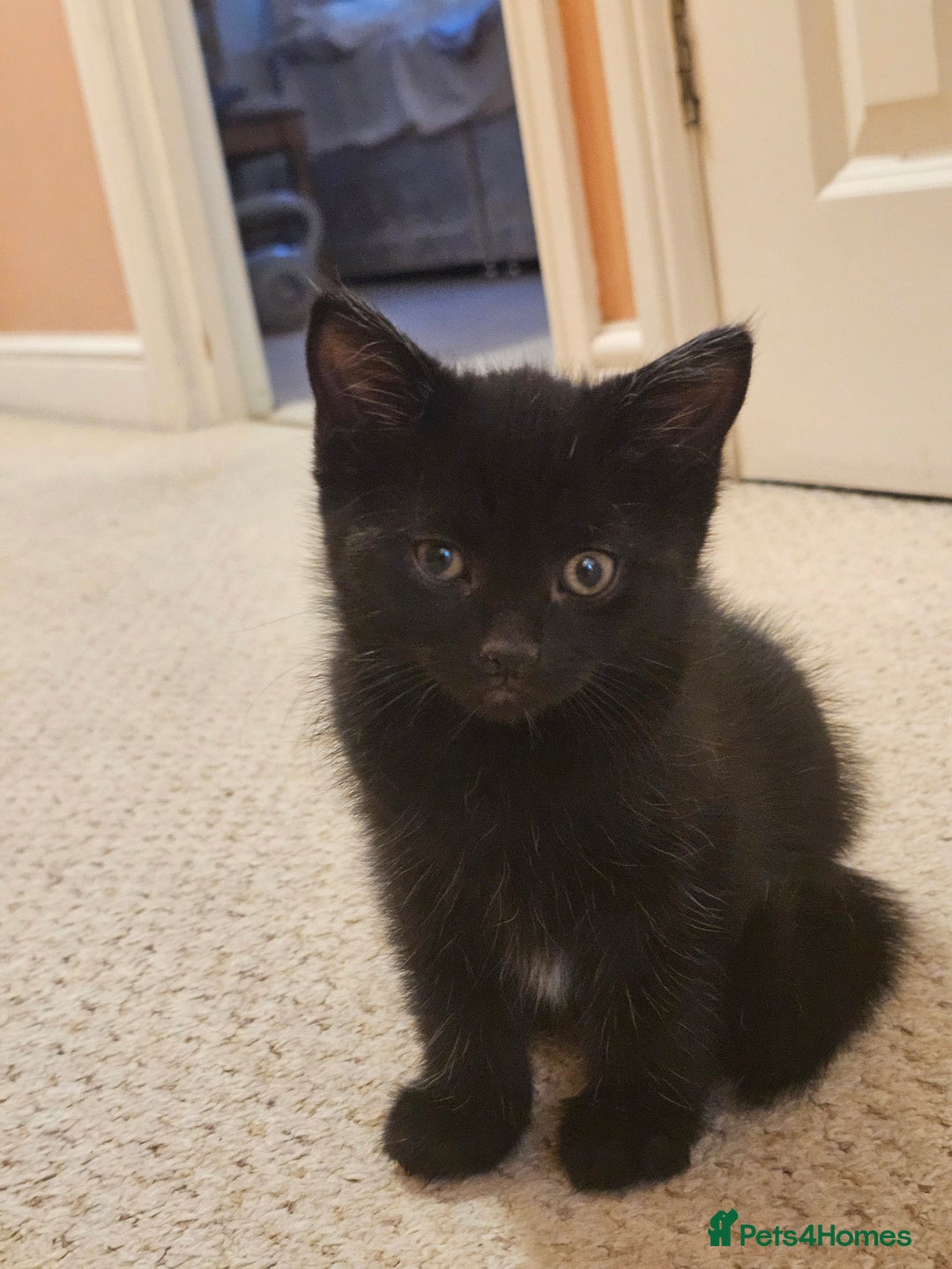 Mixed Breed cats for sale: 3 playful kittens  - Image 13