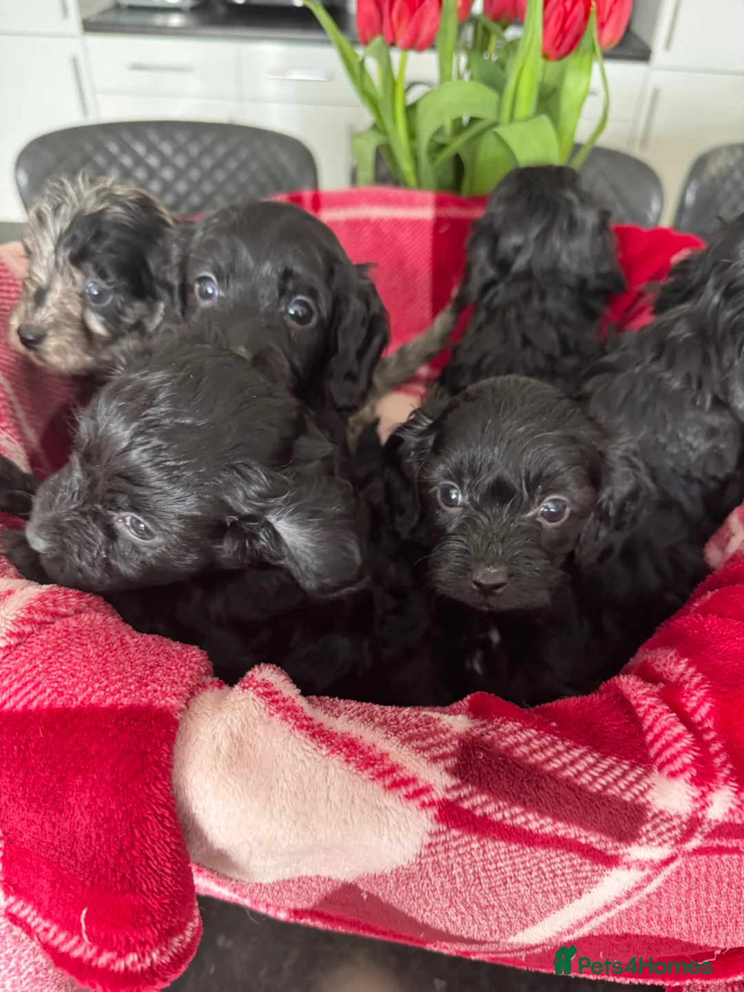Cavapoo dogs for sale: Beautiful Cavapoo puppies - Advert 2