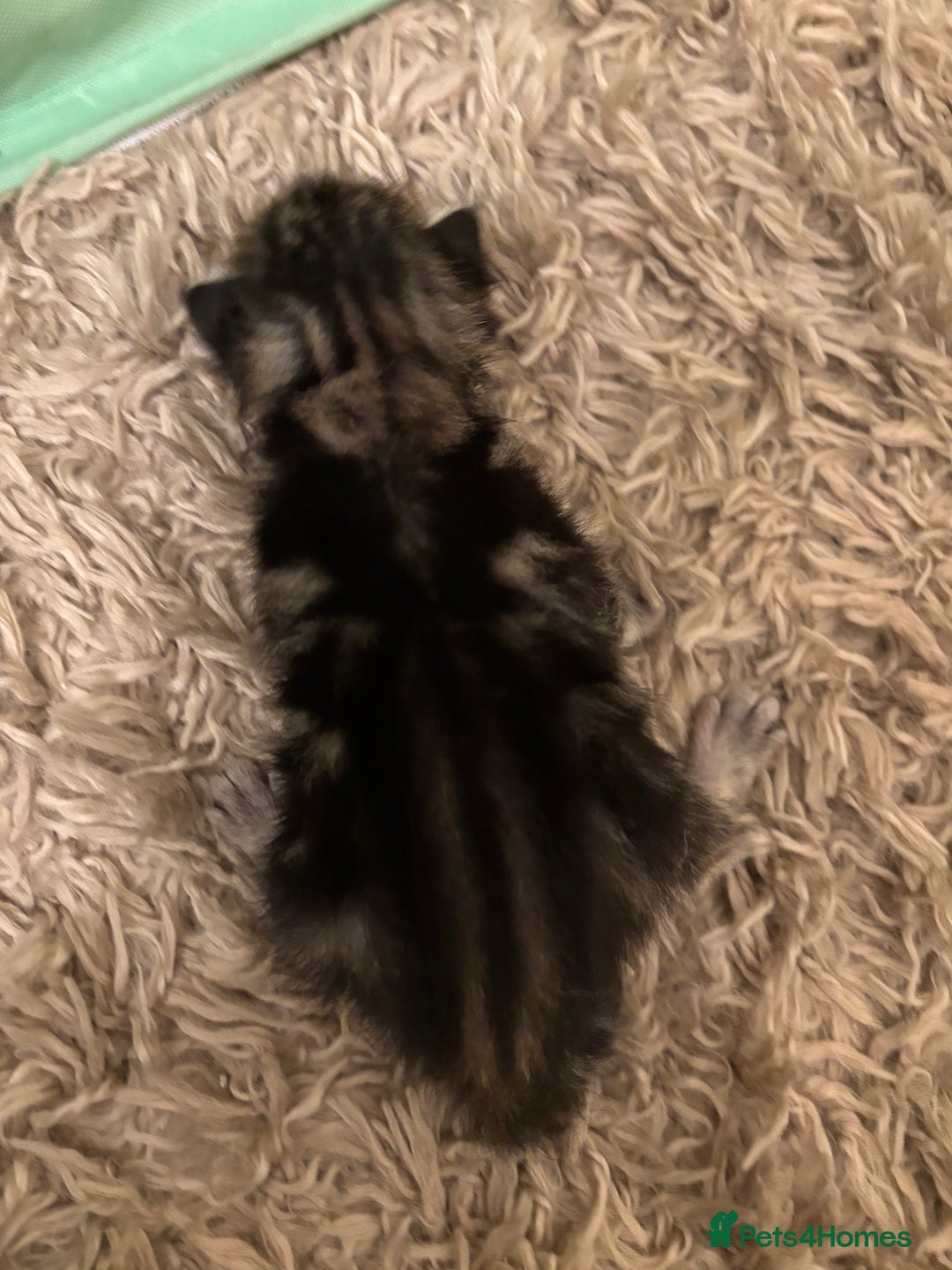 Mixed Breed cats for sale: Devon Rex x Bengal cross kittens  - Advert 11