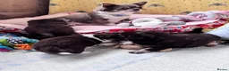 Chihuahua dogs for sale: chocolate tri long coat chihuahua puppies  - Advert 12