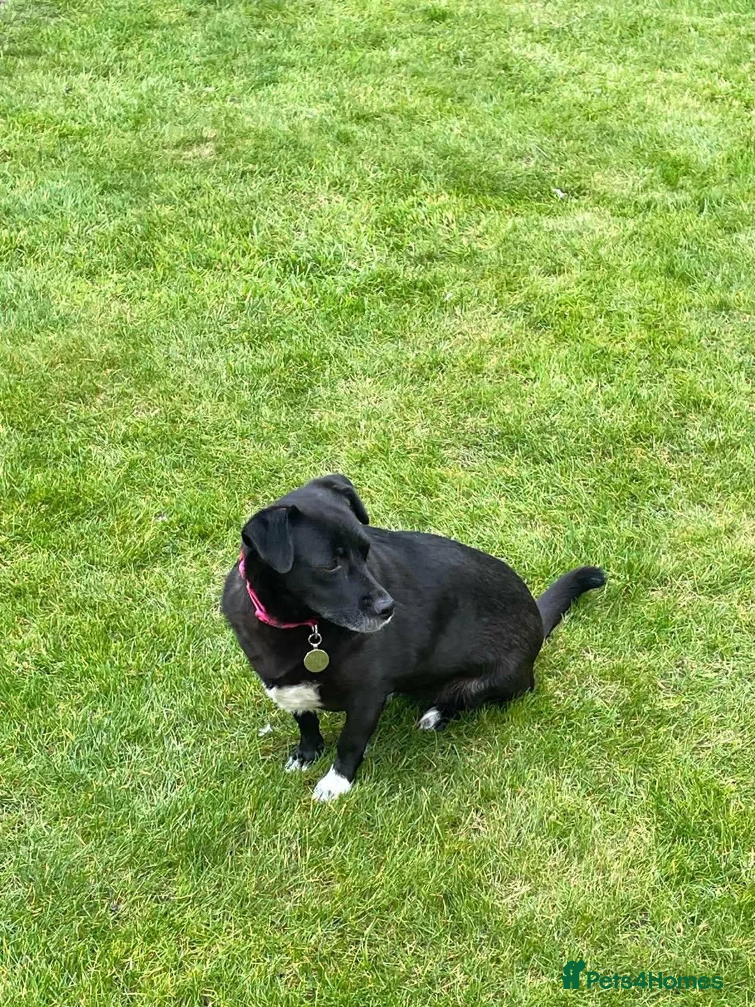 Mixed Breed dogs for adoption: Bramble  in Chelmsford - Advert 4